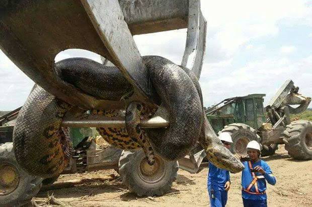 Missing Indonesian farmer found dead in belly of python