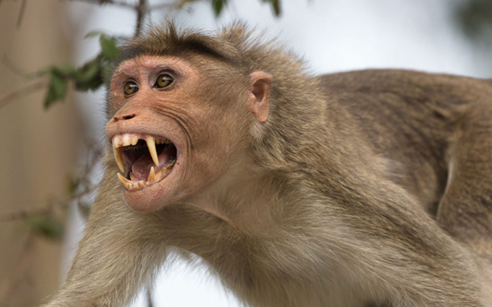 A furious monkey used to illustrate the story [PHOTO: Vhartha Barhta]