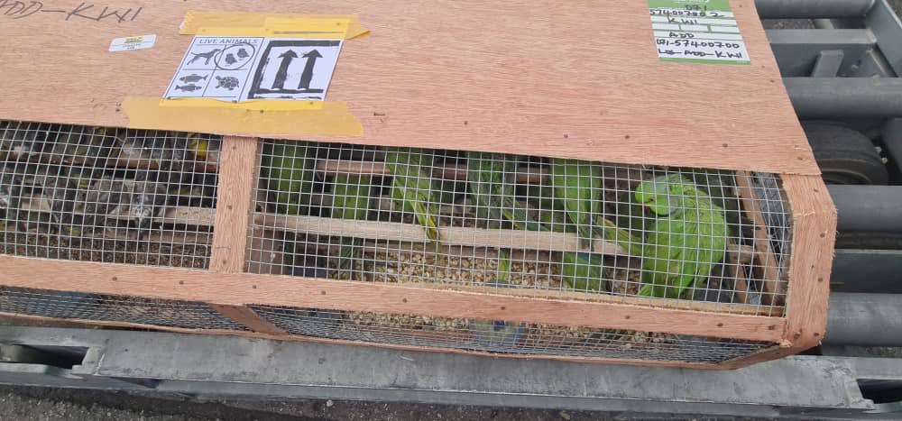 1,600 exotic birds at Murtala Mohammed International Airport (CREDIT: @CustomsNG)