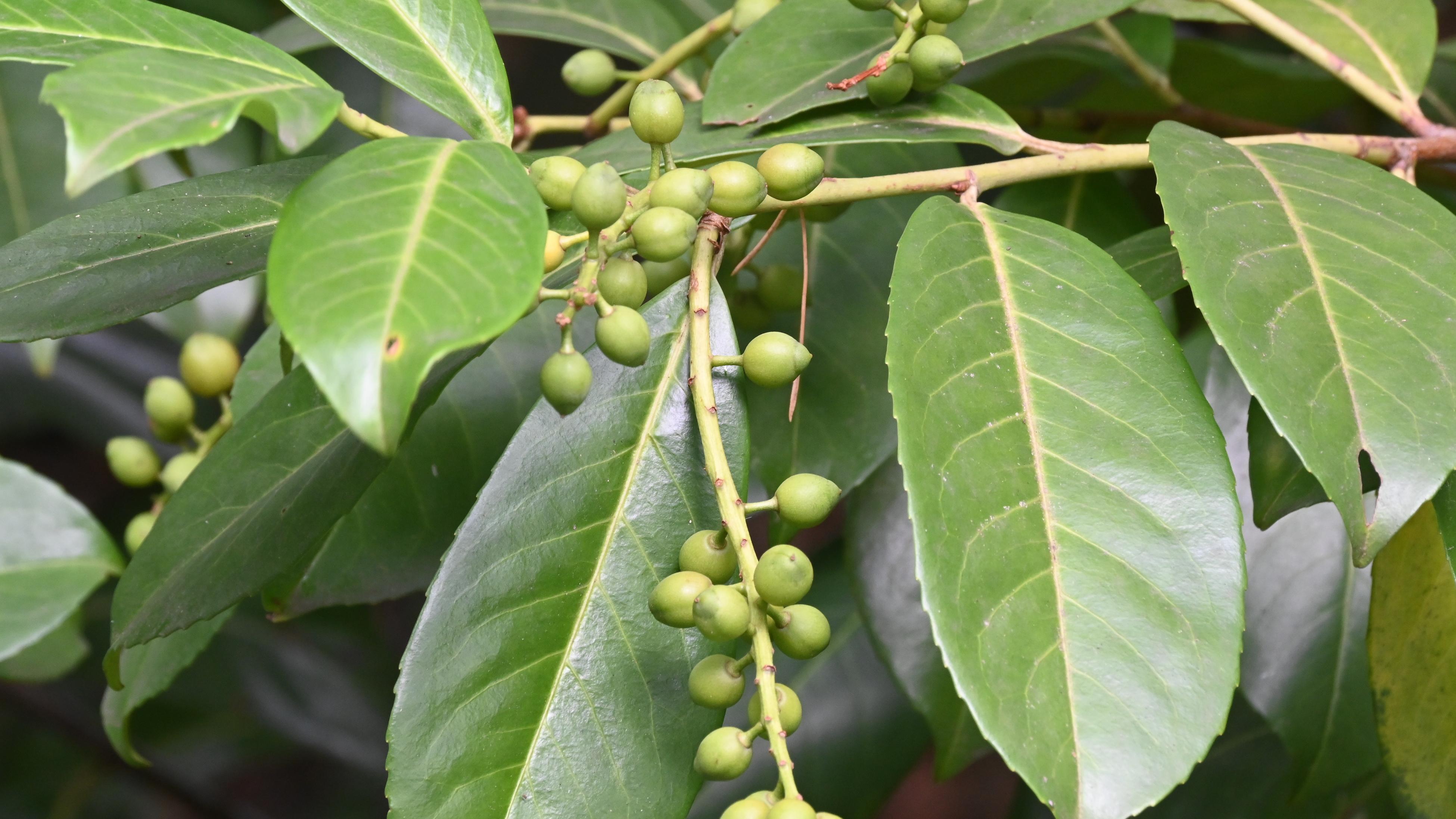 The foliage of houseplants can develop a dull appearance over time due to the build up of minerals from your water, or from regular dust and dirt accumulation. How To Grow And Care For A Bay Tree Laurus Nobilis Bunnings Australia