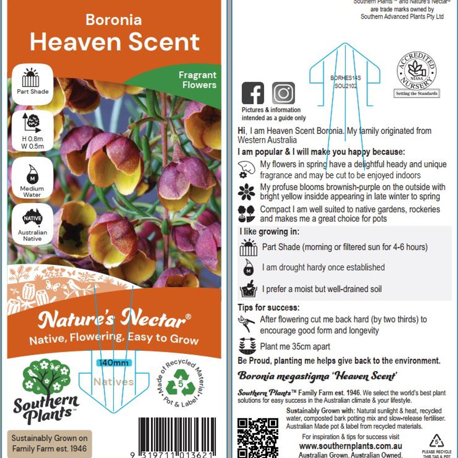 140mm boronia heaven scent