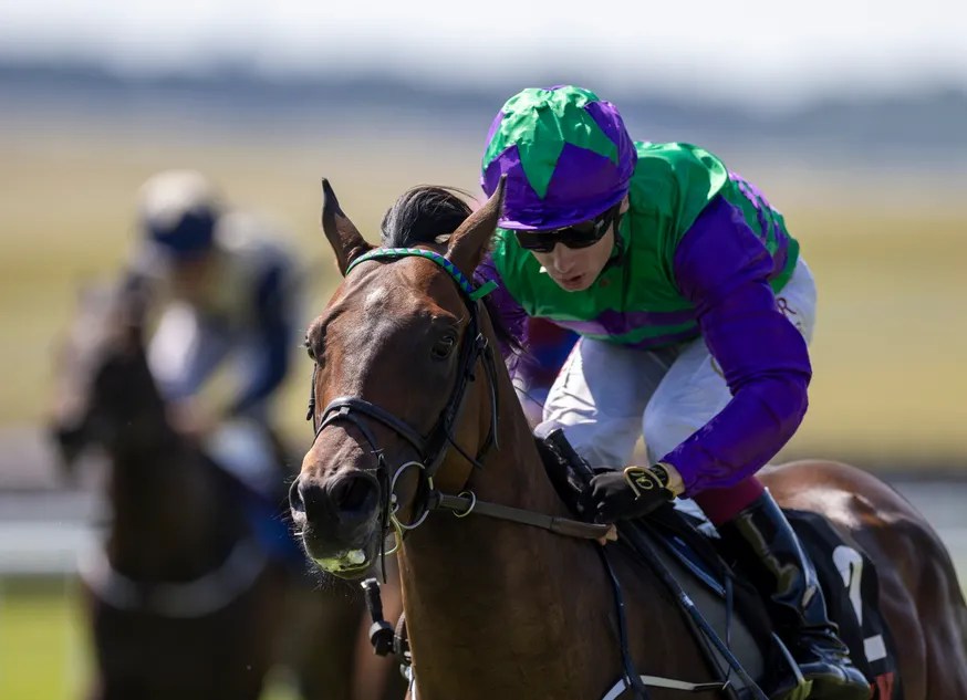 Celeron: High-Class Colt Primed for Group 1 Glory & Breeders' Cup Bid! (2026)