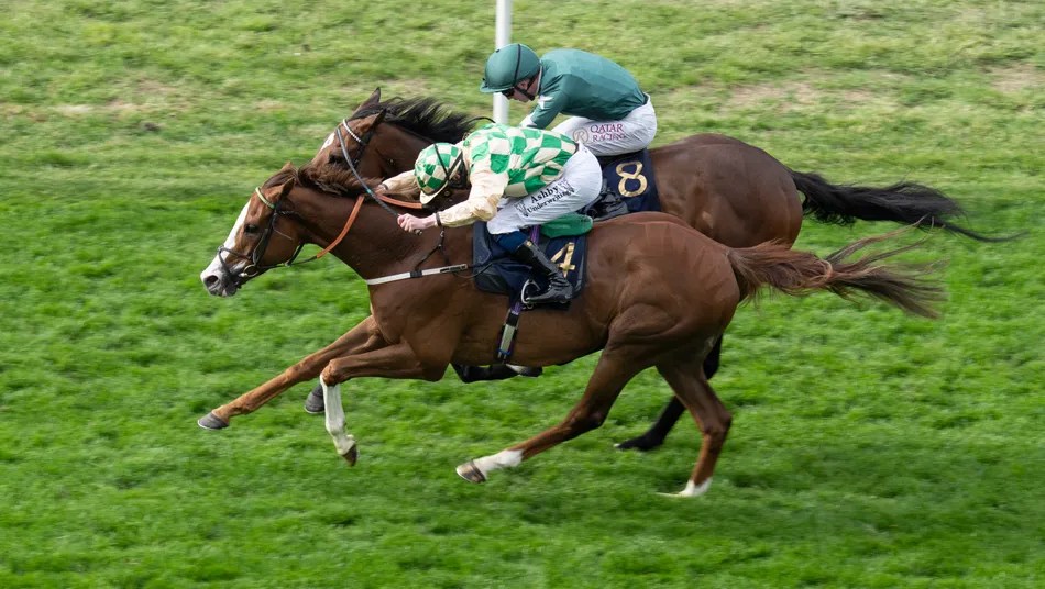 Royal Ascot Runner-Up Gamrai Joins Victorious Forever for Ebor & Bahrain Races (2026)