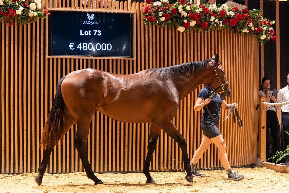 €480,000 Sea The Stars Filly: Acheson's Kilnagornan Stud Venture (2026)