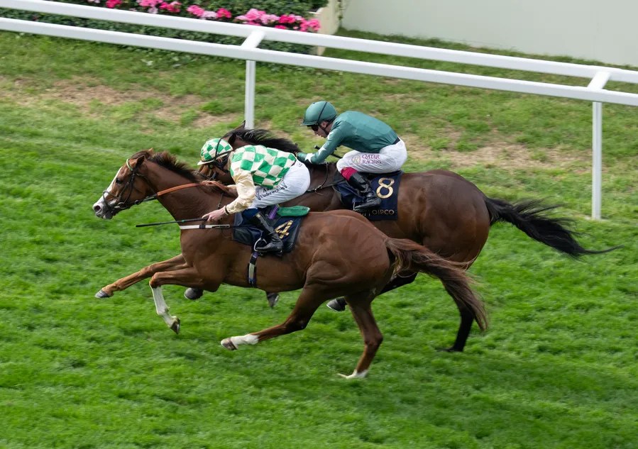 Royal Ascot Winner Daiquiri Bay vs Willie Mullins' Mighty Ebor Challenge | York Racing Preview (2026)