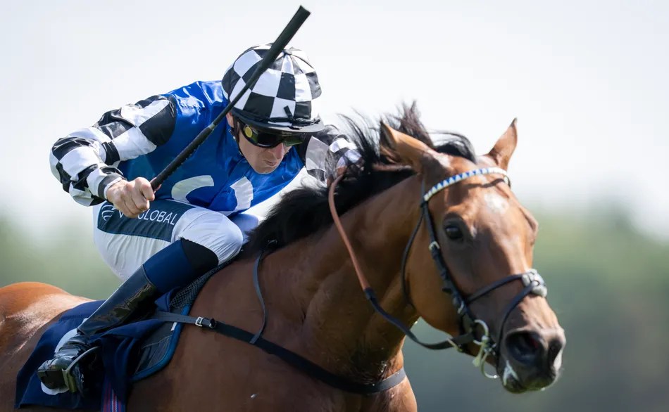 16-1 to 7-2! Wine Dark Sea's Melbourne Cup Dream After Newbury Gamble (2026)