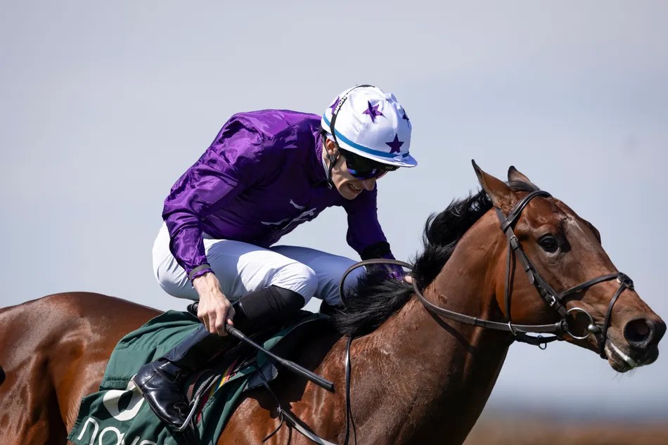 Rebel Racing Partners with Amo Racing: A New Venture in Horse Racing (2026)