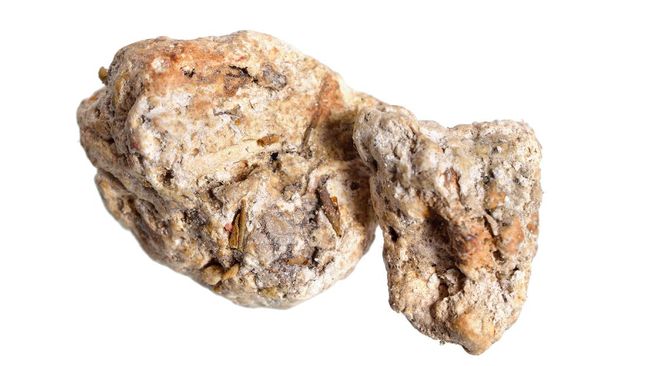 Patutlah muntah ikan paus mahal sangat, rupanya ini kegunaannya!