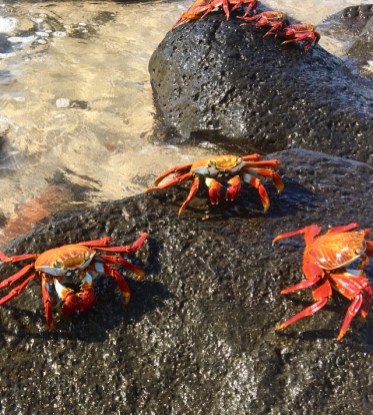 fullsizeoutput_3f09 Sally Lightfoot crab