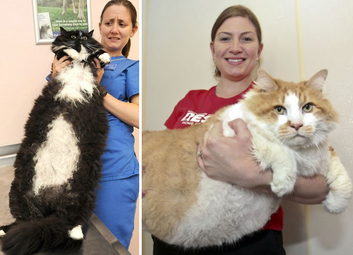 Photographers capture 20 of the largest house cats to ever hit the
