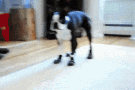 Doge meme png snowfall gif png glitter gif png sad meme png meme png gif png. Doge Doggo GIF - Doge Doggo Action GIFs | Say more with Tenor