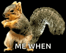 Squirrels gifs