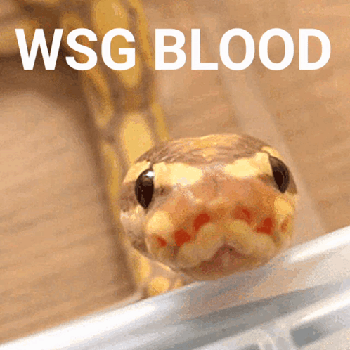 What Does Wsg Mean? - Meaning, Uses and More - FluentSlang (3)