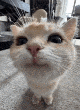 Cat smile gif