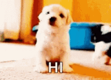 pics Puppy Waving Hello Gif hi puppy gifs tenor