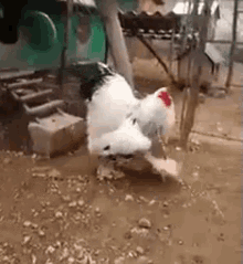 15 Mejor Nuevo Gallinas Corriendo Gif Animalart House
