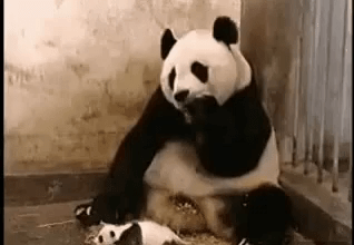 Gratis Unduh Gambar Panda Raksasa Dan Panda Merah Yang Lucu Menggemaskan Mana Yang Terbaru by Lampung Hits