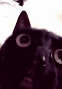 Angry cat memes no