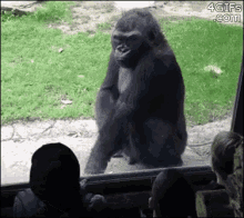 Gorilla flipping off gifs