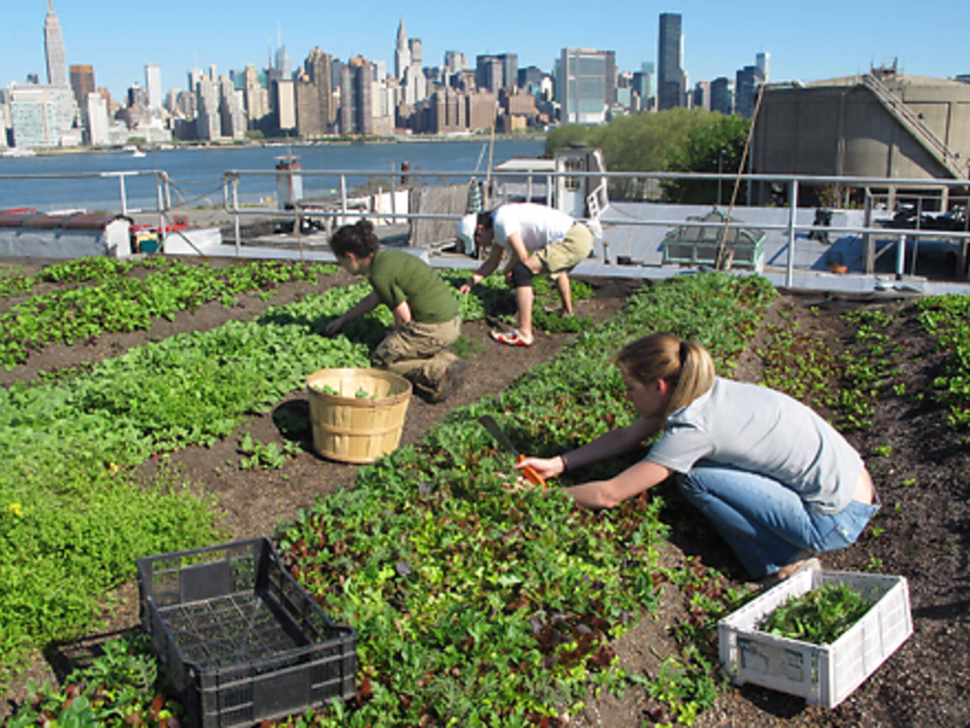 Best Community Gardens In NYC From City Farms To Rooftop Gardens Image 