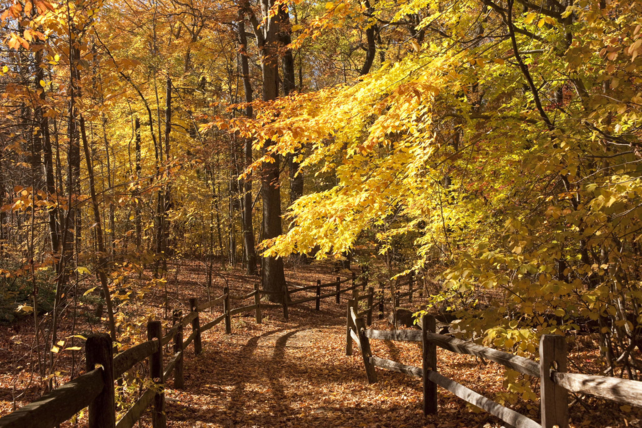 Here Are All The Best Fall Foliage Trackers To Bookmark For Peak Leaf Image 