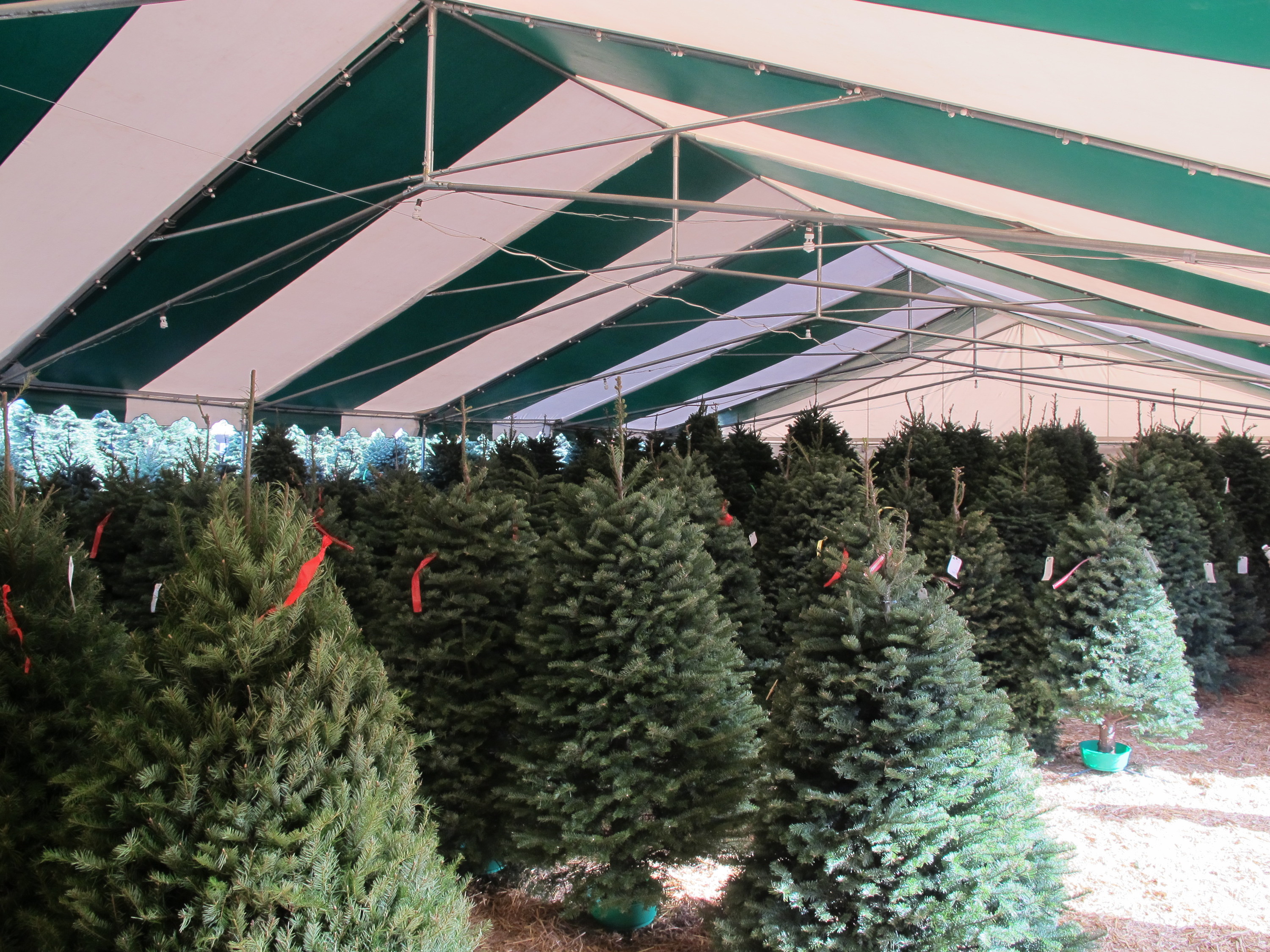 5 Christmas Tree Farms In Central Arkansas Little Rock Family