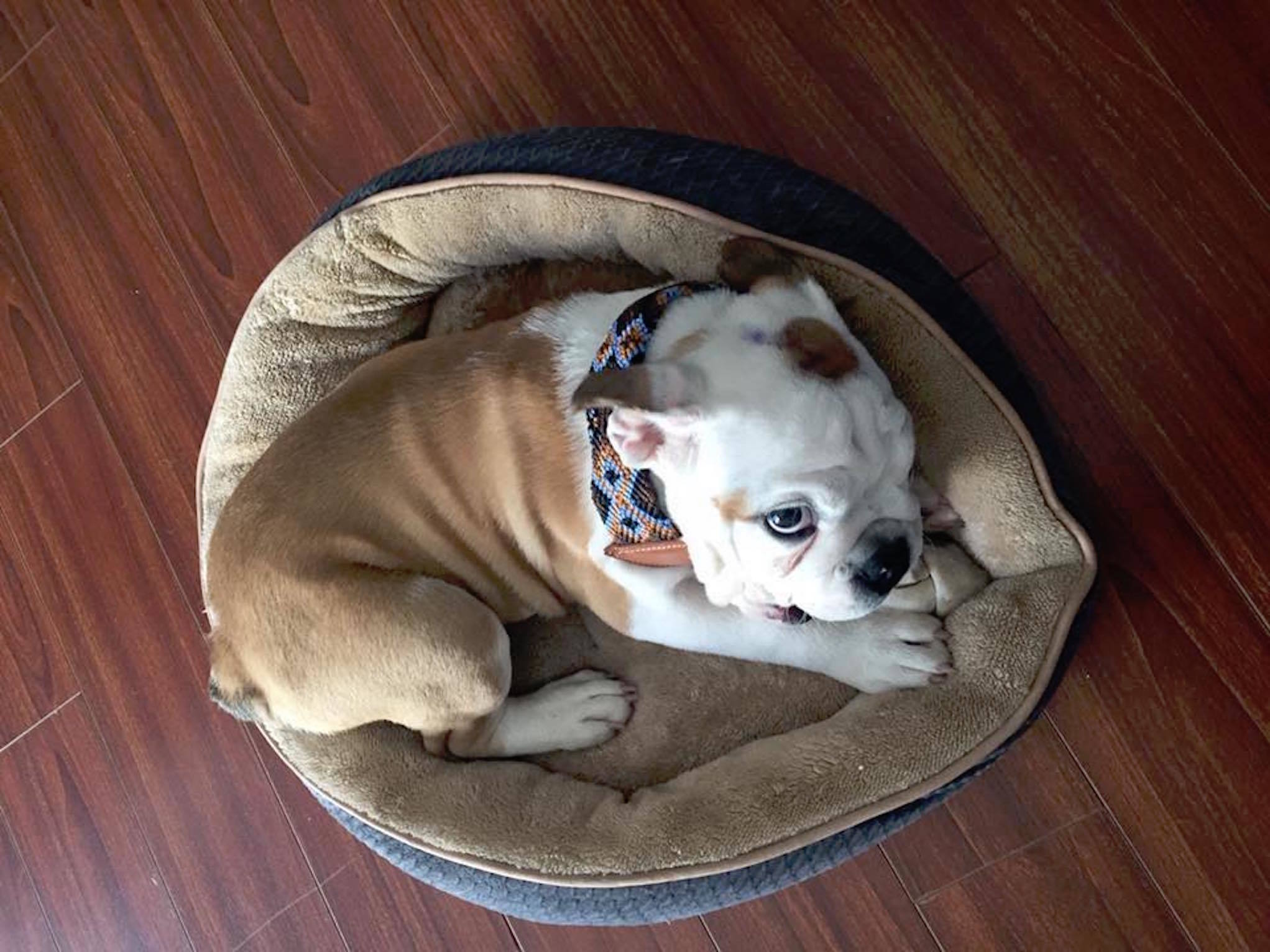 Articulos Para Consentir A Tu Mascota