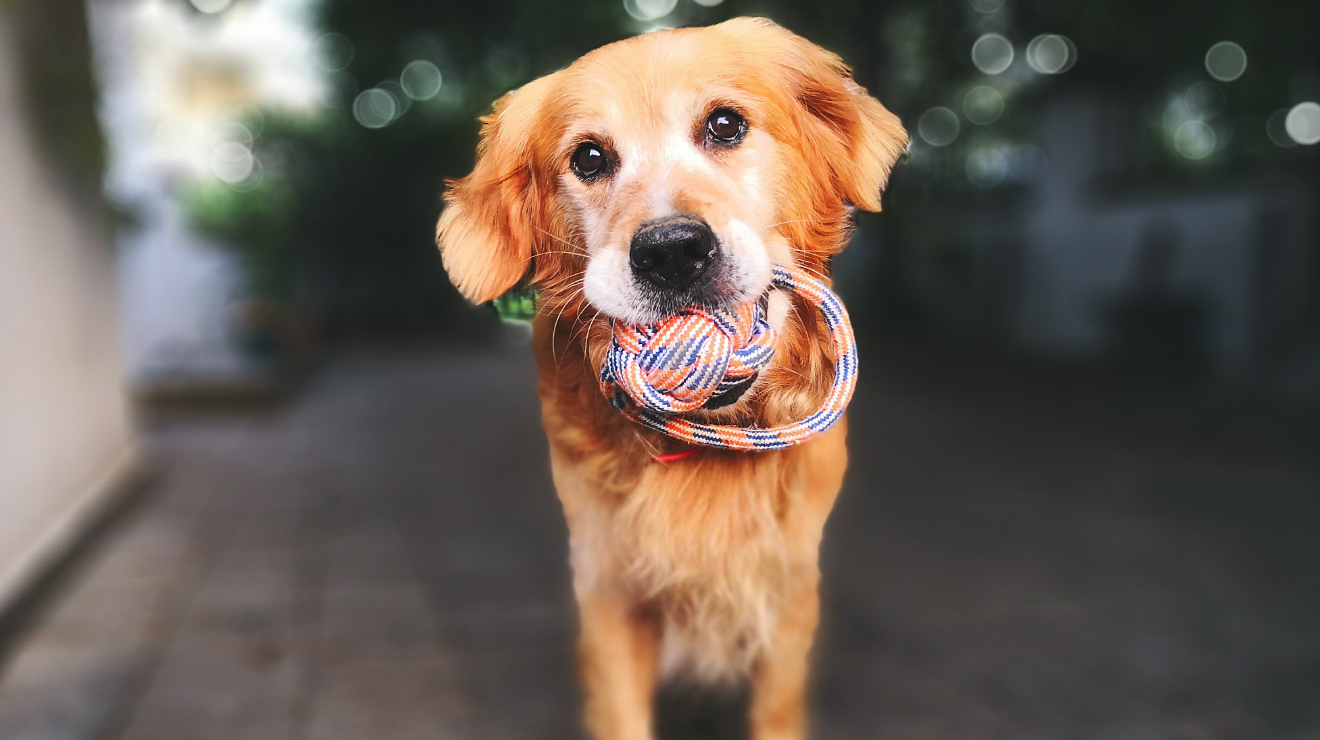 Pets La Mejor Guia De La Cdmx Para Tu Mascota Time Out Mexico