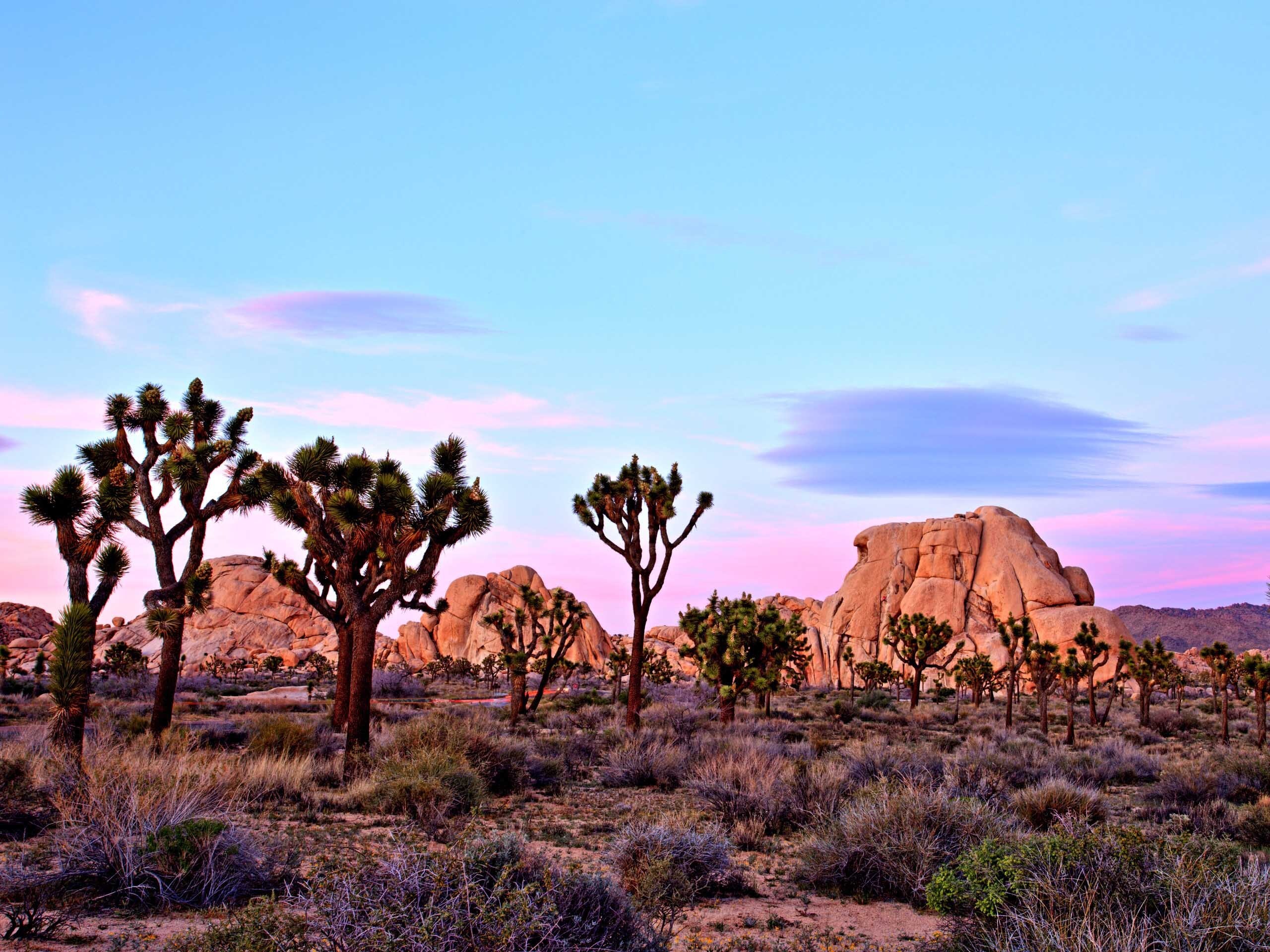 Joshua Tree National Park Association