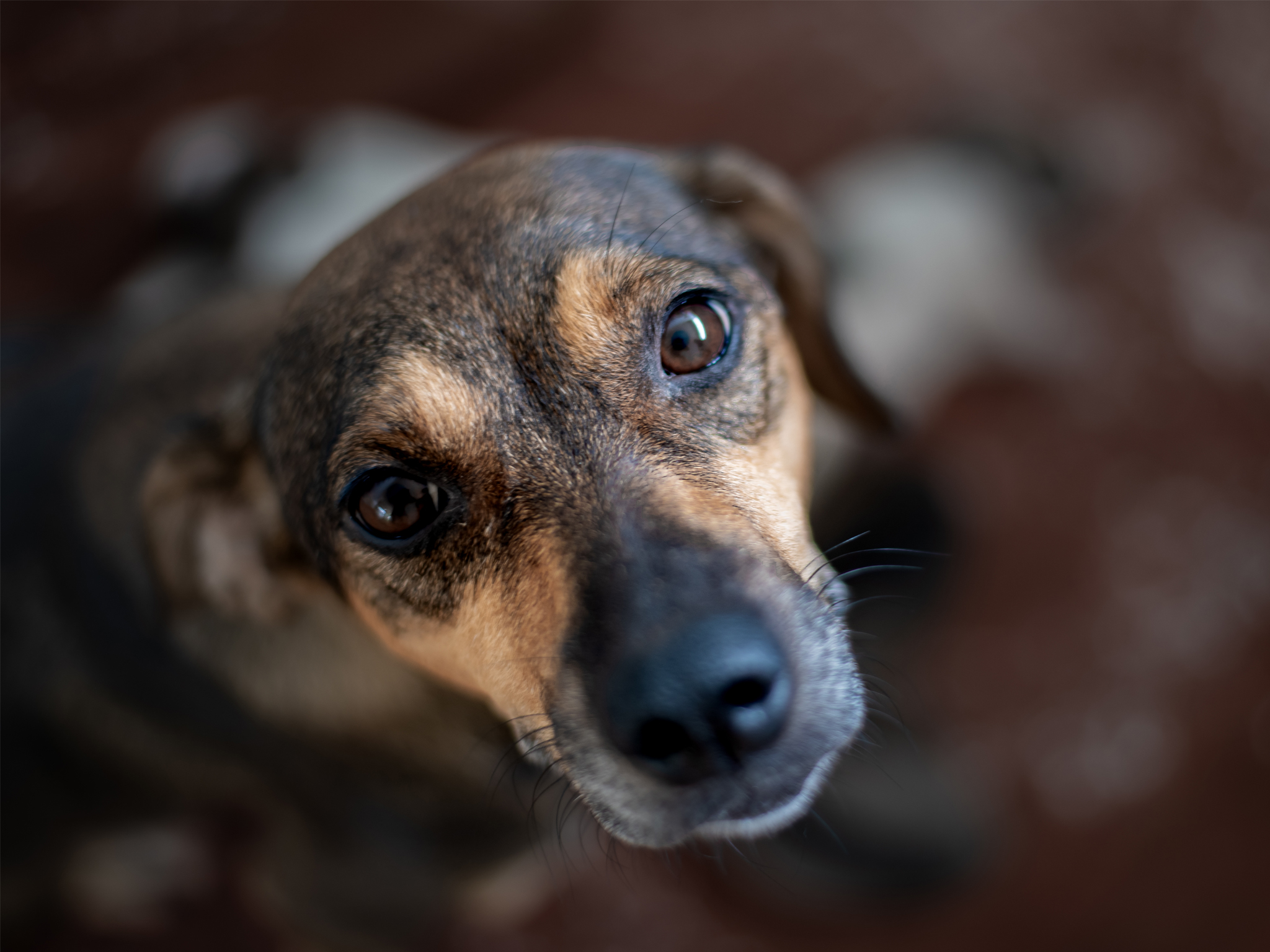 Pets La Mejor Guia De La Cdmx Para Tu Mascota Time Out Mexico