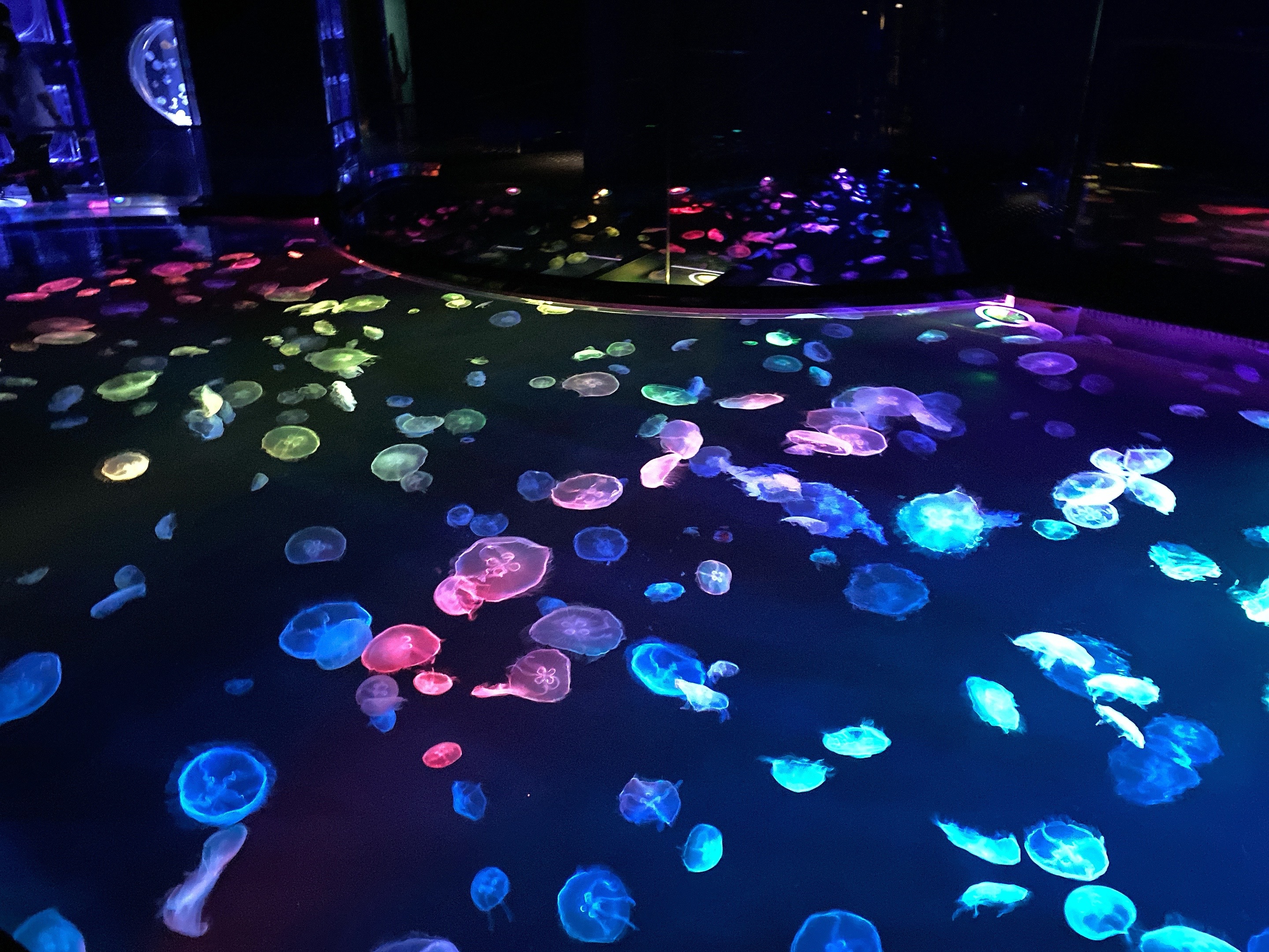 Sumida aquarium's new jellyfish chamber is the dreamiest place in tokyo