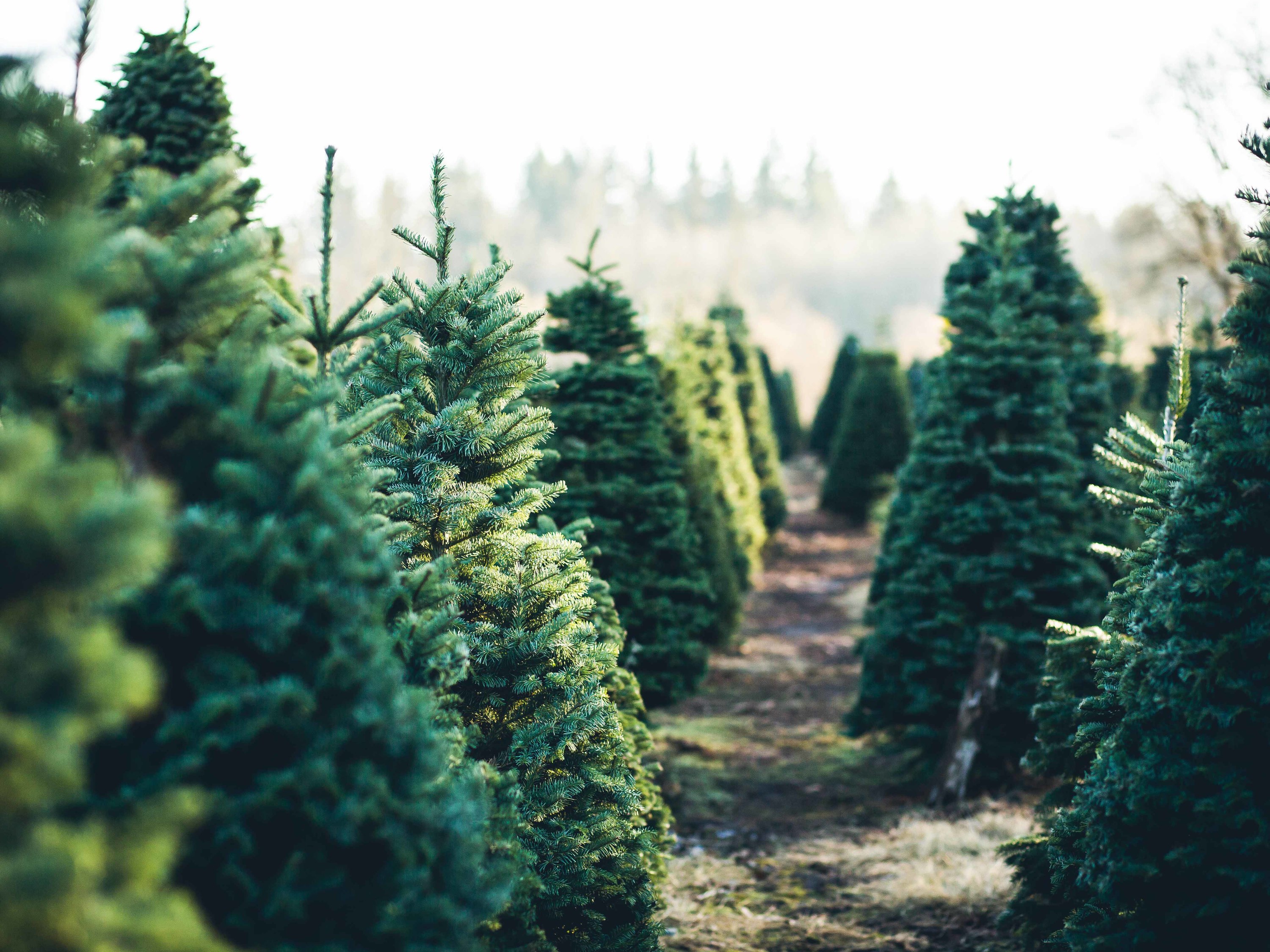 Carl Dorothy Young S Christmas Tree Farm