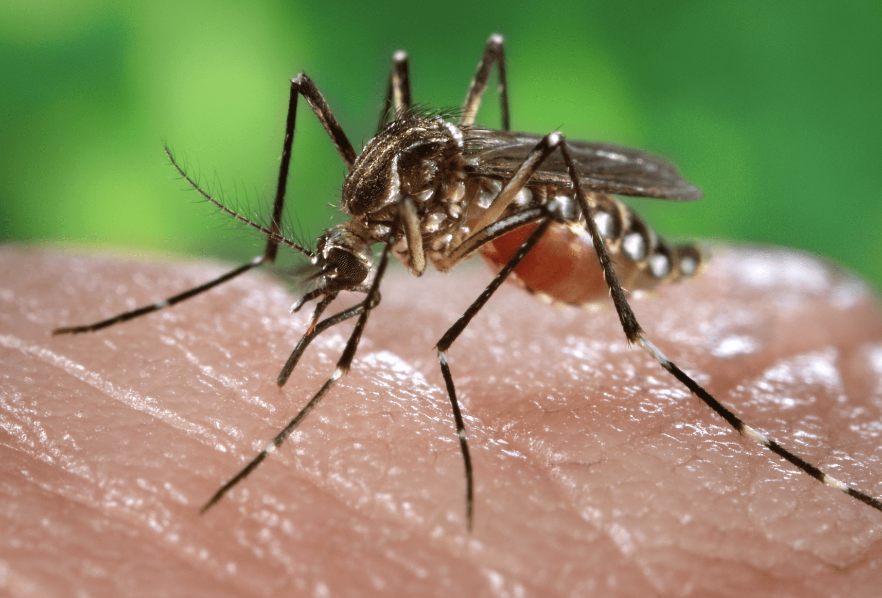 Chicago's Mosquito Problem: Why It's the Second Worst City in the US (2026)