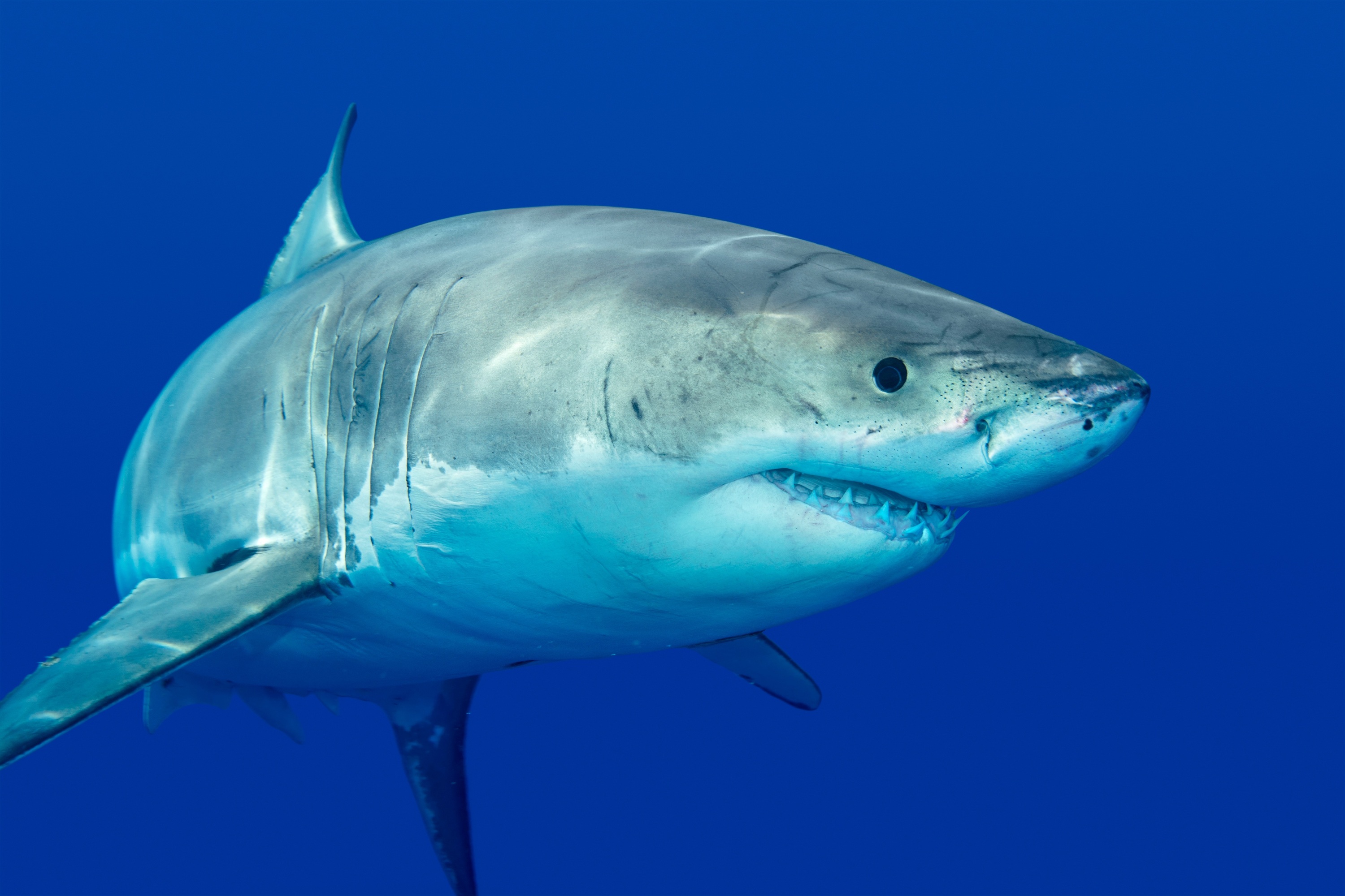 700-Pound Great White Shark Bella Spotted in St. Lawrence River, Quebec | Shark Migration Explained (2026)