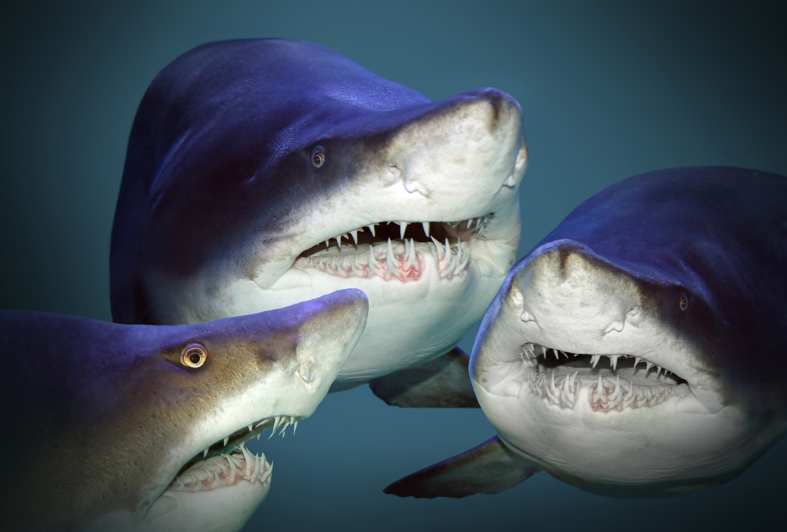 3 Great White Sharks in the Gulf of St. Lawrence Near Gaspé (2026)
