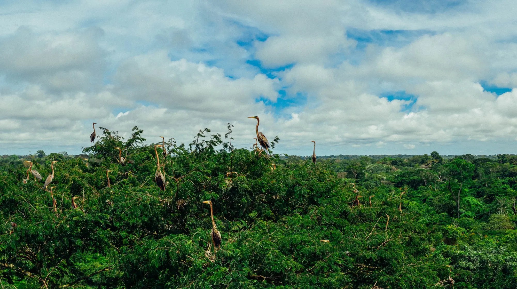 Vertree - Best Light Backgrounds in 8K