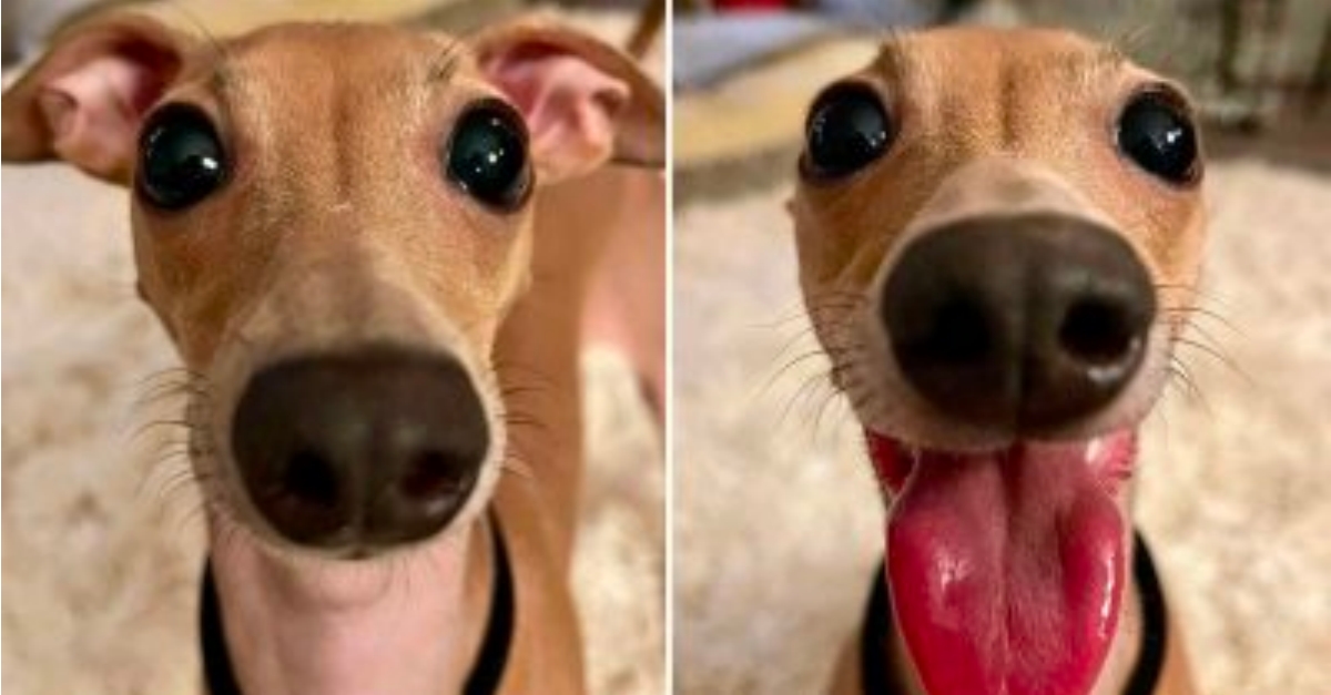 Weekly Dog Posts