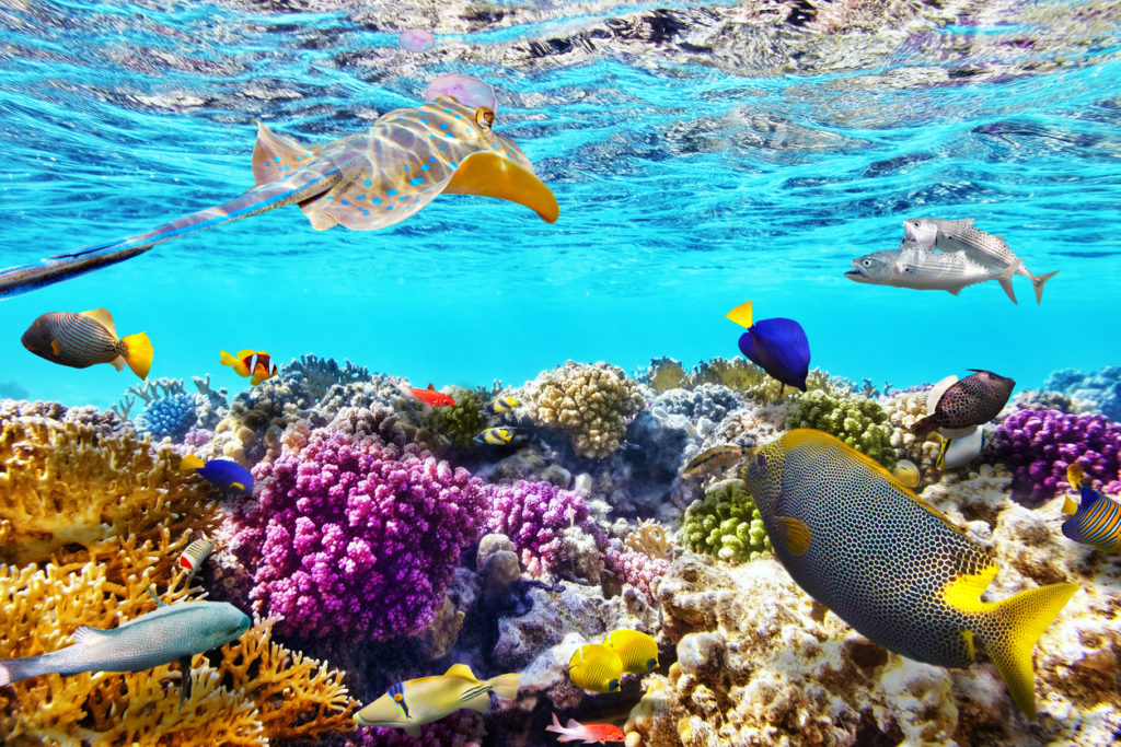 images Ägypten Urlaubsorte Roten Meer reiseuhu