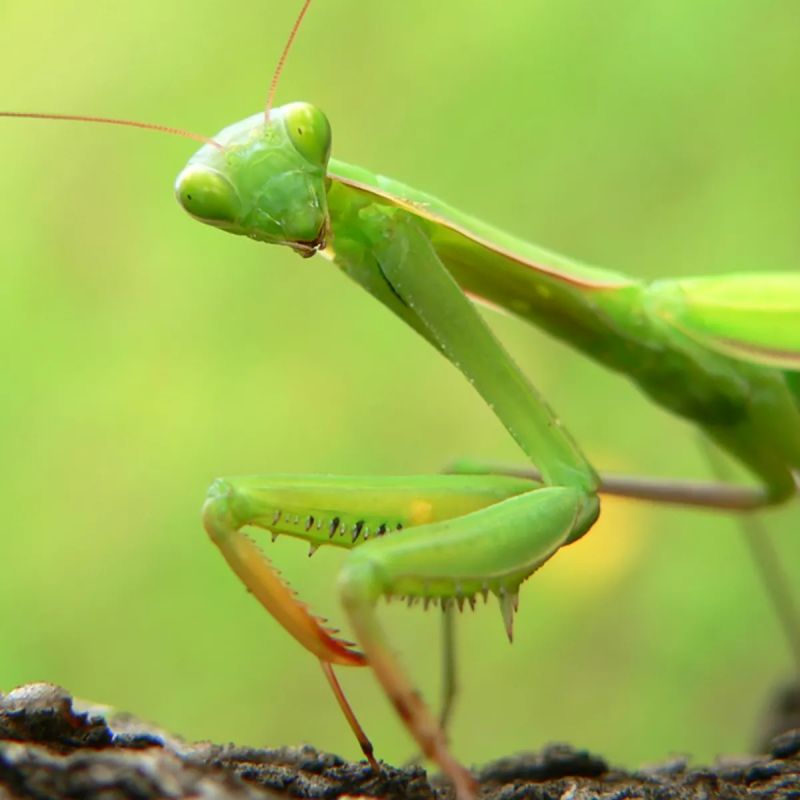 Praying Mantis - Best Ocean Illustrations in Retina