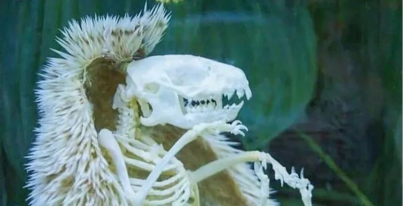 Hedgehog Skeleton R Holup - Perfect HD Landscape Wallpapers | Free Download