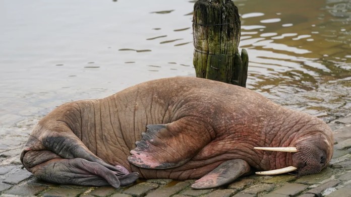 Don’t sleep on this story about English town canceling fireworks show to let walrus rest