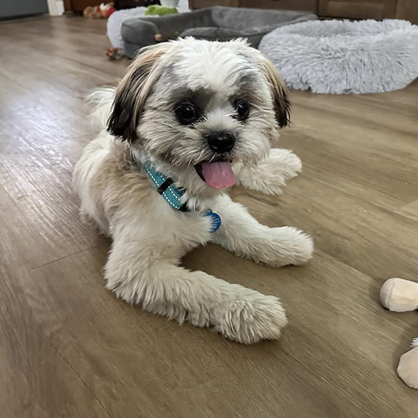 Buddy