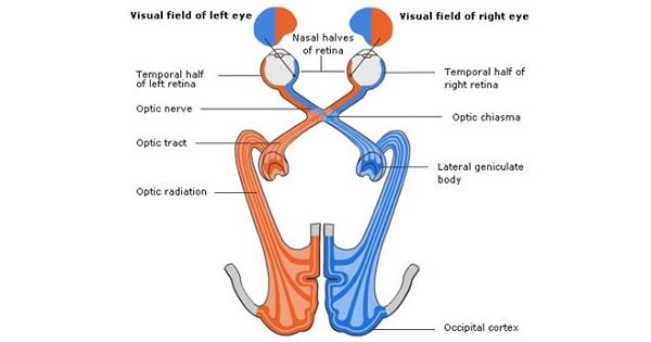 Visual Pathway - www.medicoapps.org