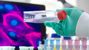 stem cells 77