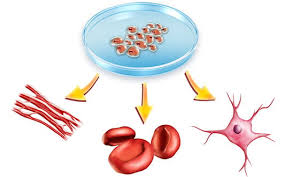 stem cells 88
