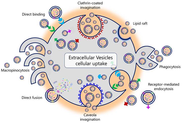 Exosomes stem cells getimage
