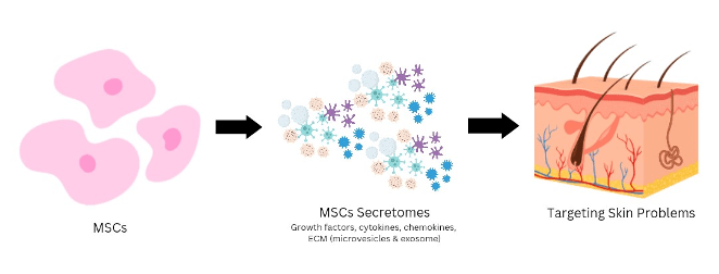 Exosomes stem cells Secretome-Targeting-Skin-Problems
