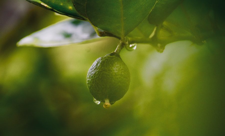 Desarrollo Social, Ambiental e Innovación: El camino hacia una fruticultura sustentable en Chile ya comenzó
