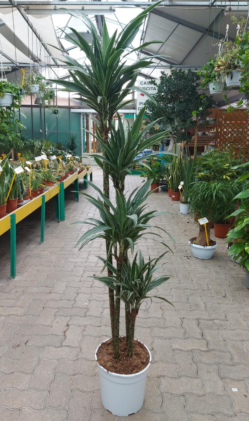 Dracaena Warnecki - Garden Center Mediterraneo