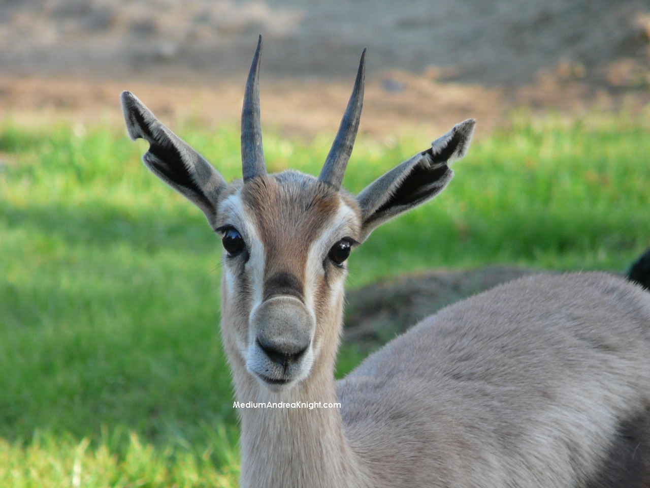sd antelope